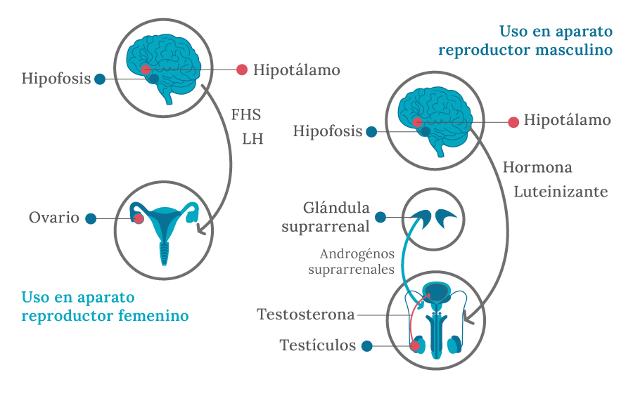 usos-hormonoterapia-veracruz